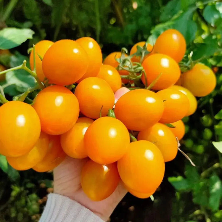 【金太阳圣女果】精选A级苗带土根包土西红柿圣女果番茄庭院蔬菜苗