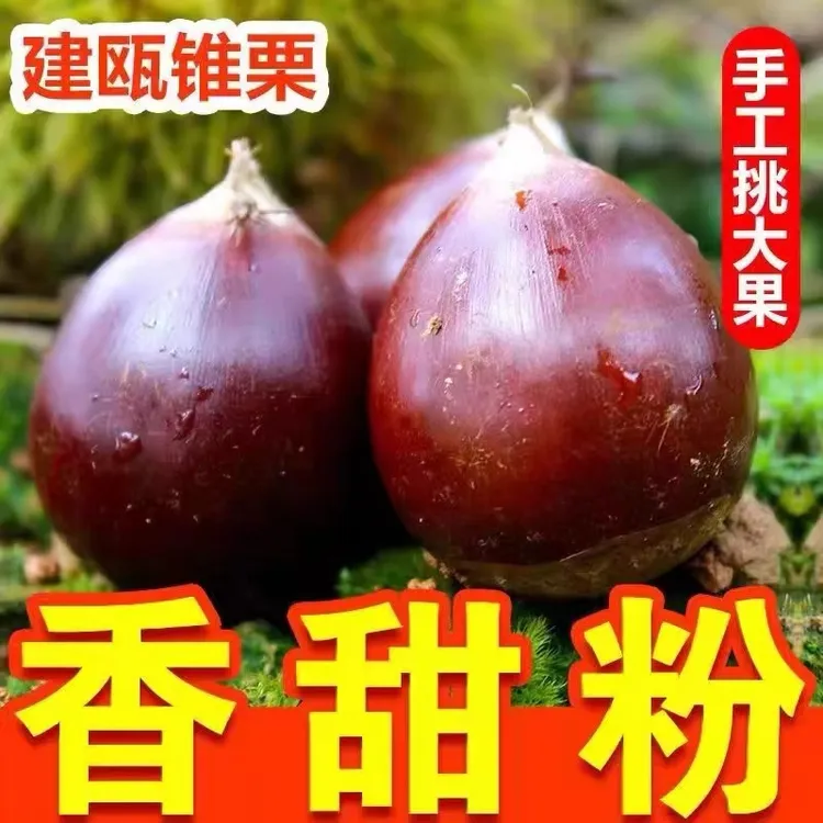 福建建瓯锥栗生新鲜油栗2024高山新鲜栗子毛栗子糖炒栗子现摘现发