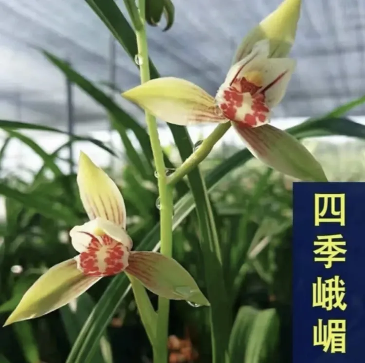 四季峨眉建兰浓香型室内盆栽绿植观花兰草