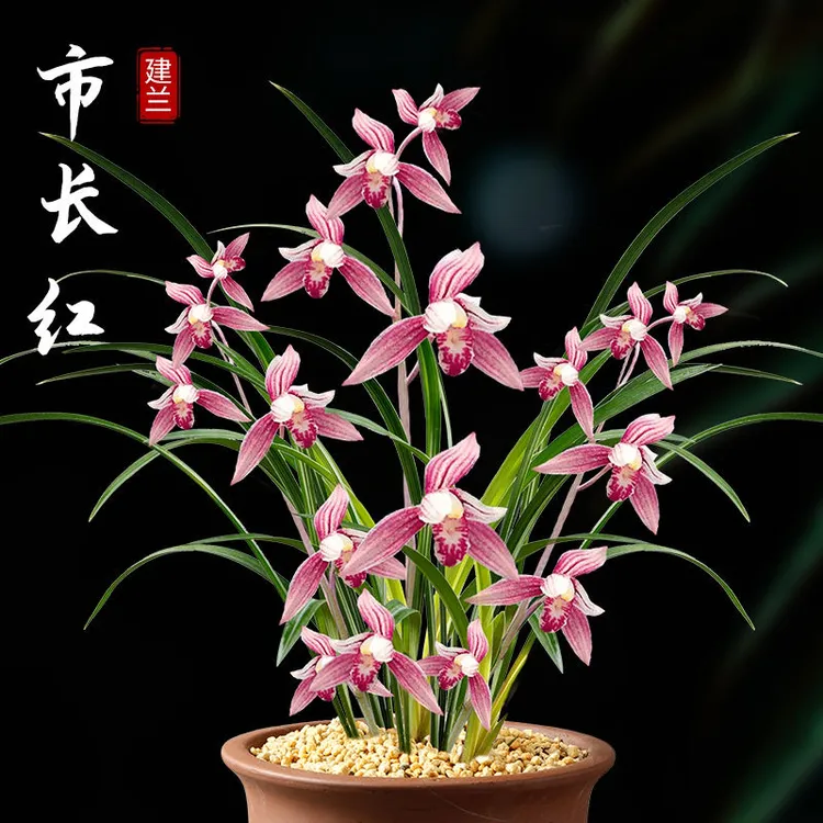 建兰市长红裸根不带盆土