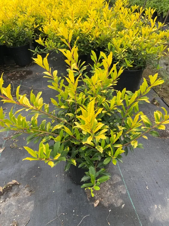 静好花园黄金枸骨1加仑2加仑金灿灿耐热耐寒庭院阳台花卉绿植盆栽