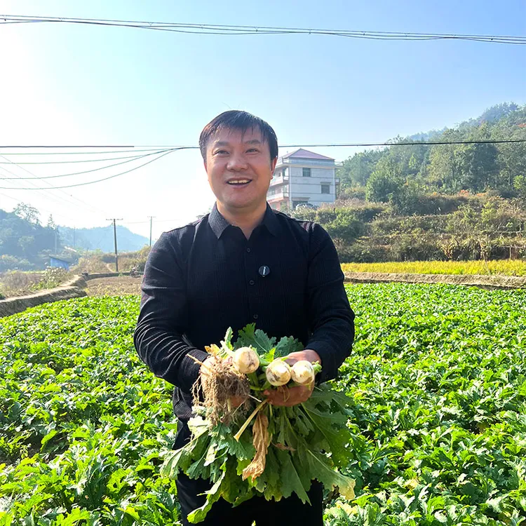 【黄菜】湖南特产下饭菜黄菜高山农家大头菜腌制老坛酸王菜开胃泡菜