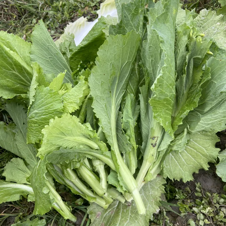 贵州遵义农家青菜菜心菜苔3斤5斤
