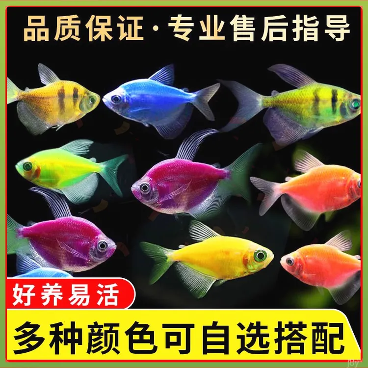 荧光天使鱼小型热带糖果观赏鱼活体金鱼淡水天使草缸纯色养殖混养