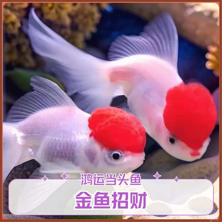 冷水观赏鱼鸿运当头金鱼招财红狮子头淡水大眼好养耐活小型鱼耐寒