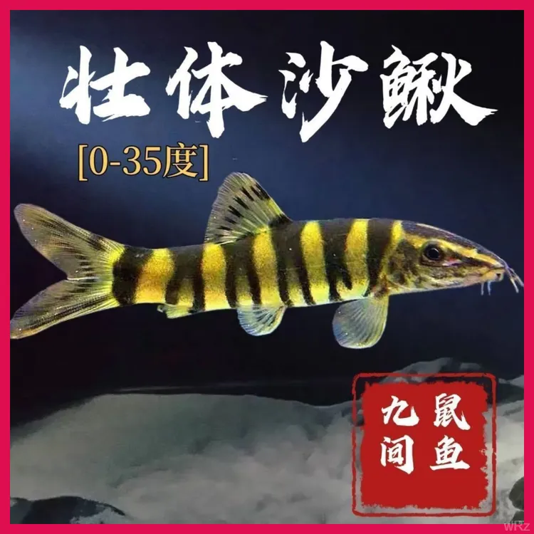 清道夫壮体沙鳅吃鱼粪九间鼠原生冷水工具鱼养冷水鱼皮实清洁鱼好