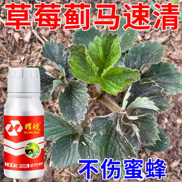 草莓抗性蓟马专用红白蜘蛛蚜虫速杀不伤蜂不伤花果叶面肥生物制剂