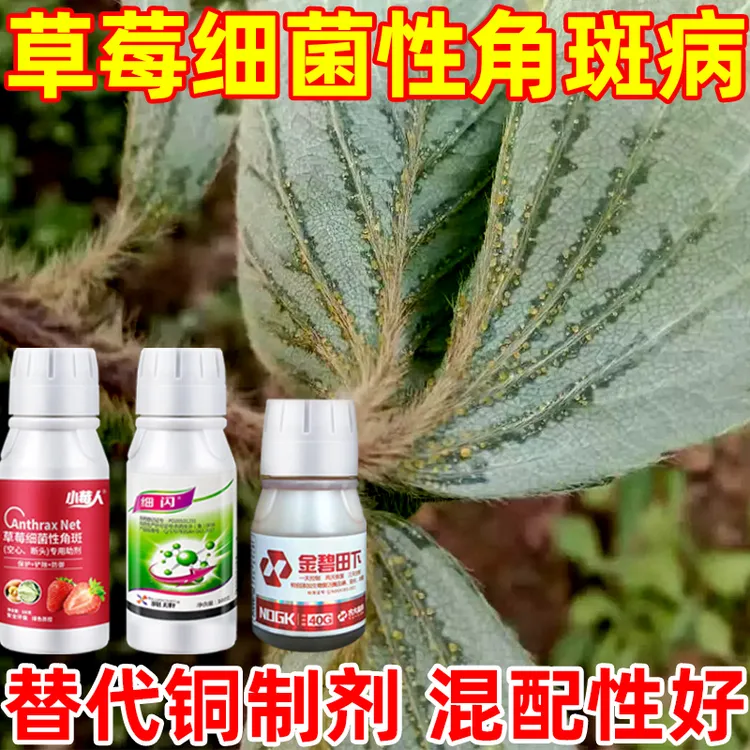 草莓细菌性角斑病专用叶面肥黑斑断头空心病疡病流胶病微生物除菌
