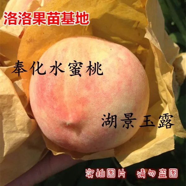 宁波奉化水蜜桃树苗湖景玉露 良方水蜜桃 锦绣黄桃 蟠桃当年结果