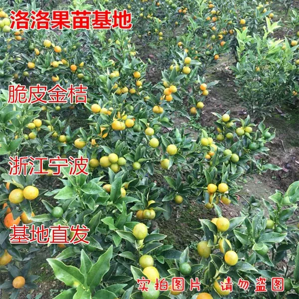 脆皮金桔树苗金桔苗盆栽地栽嫁接金桔树苗