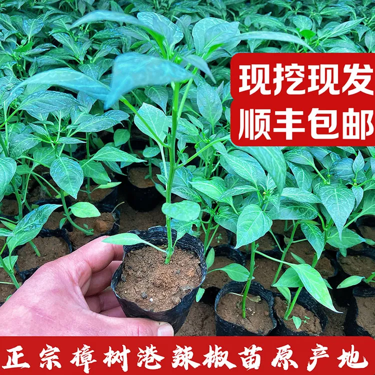樟树港辣椒秧育苗种植发货春季基地根系菜地植株带土季节发酵使用