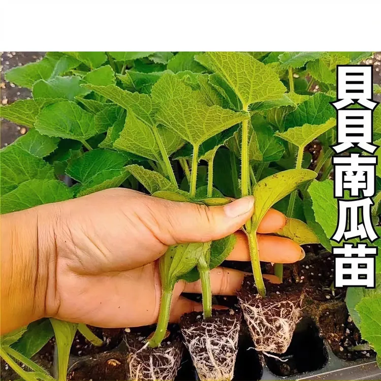 南瓜苗绿贝贝小南瓜幼苗四季蔬菜带土秧苗基地直发老南瓜大南瓜苗