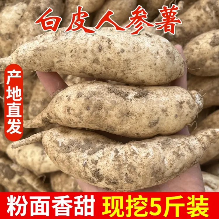 新鲜现挖白皮白心人参红薯粉糯香甜白心板栗薯当季美食