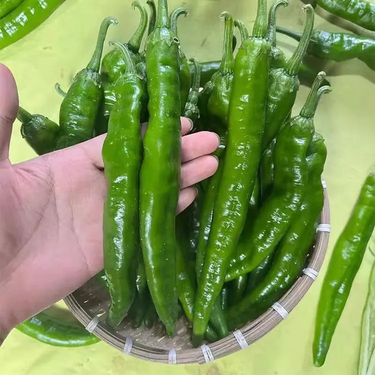 中辣中辣软薄皮青椒新鲜湘研55号杭椒牛角椒中辣虎皮尖椒3斤5斤