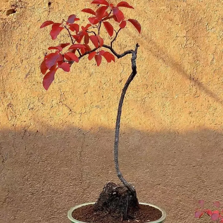 盆景01红叶黄栌 盆景 素材 熟桩  北方素材