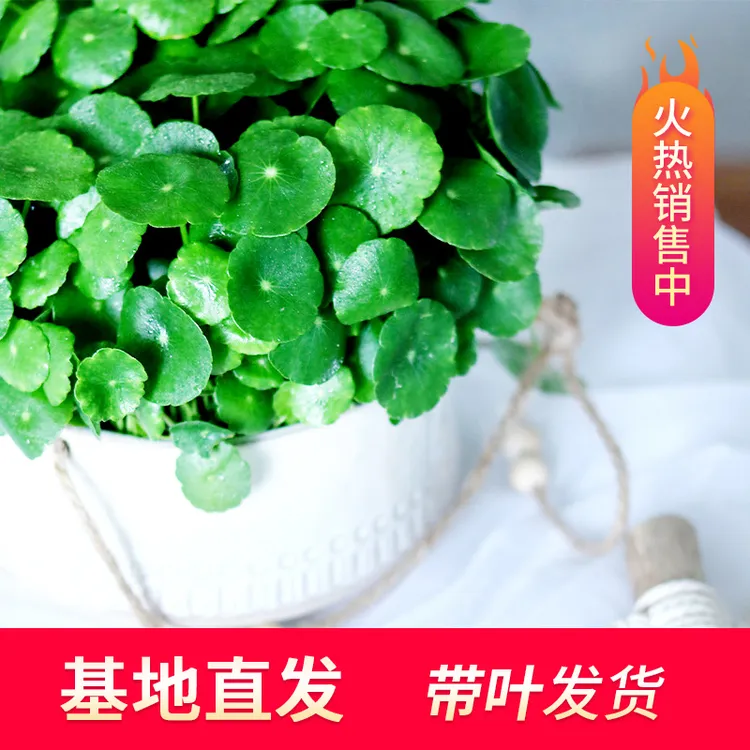 带叶铜钱草水培植物办公室内盆栽客厅桌面绿植花卉趣味水养金钱草