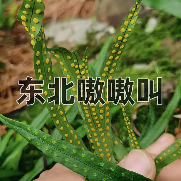【新店开业优惠试喝】东北黄金草长白山直发【非种植】优惠试喝25克