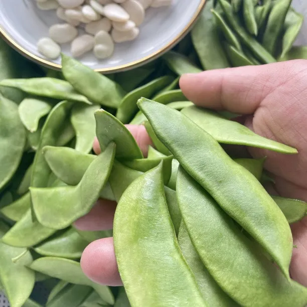 海门洋扁豆农家洋扁豆新鲜带壳现摘现发SF发货