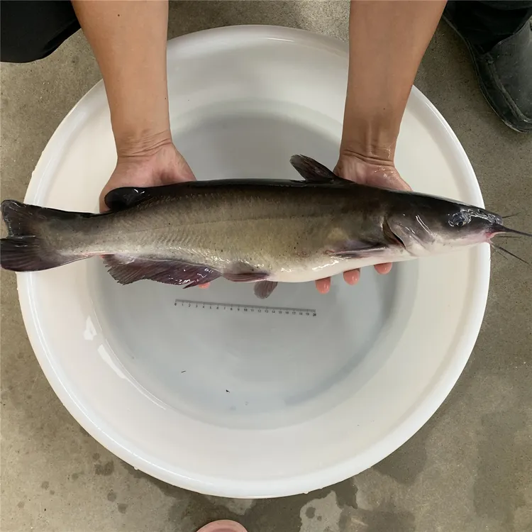 清江鱼 斑点叉尾鮰鱼 淡水食用鱼