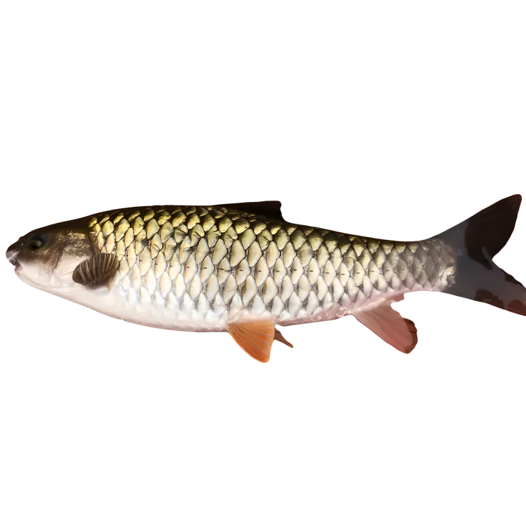 军鱼 光倒刺鲅 青竹鲩 