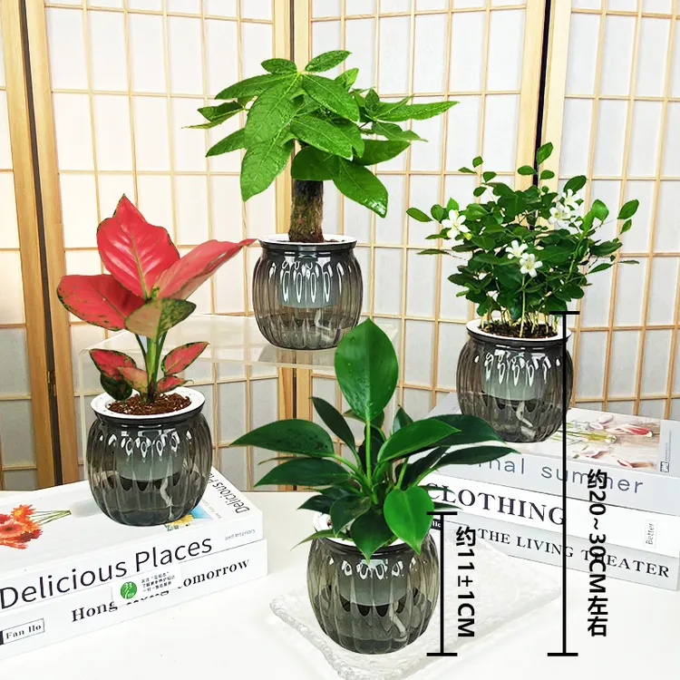 【买三送一】吉利红如意金钻发财树九里香20-30cm绿植物桌面室内