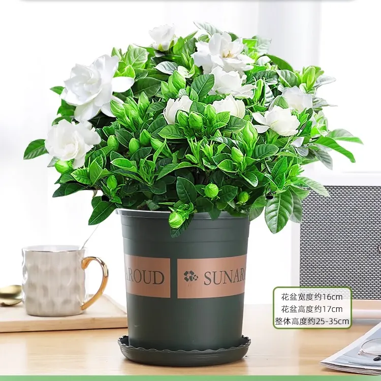 浓香型栀子花带花苞发货花卉植物室内客厅阳台水培绿植四季好养