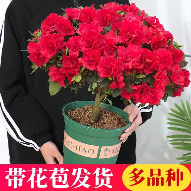 四季杜鹃花盆栽带花苞大棵杨梅红杜鹃老桩好养花卉植物
