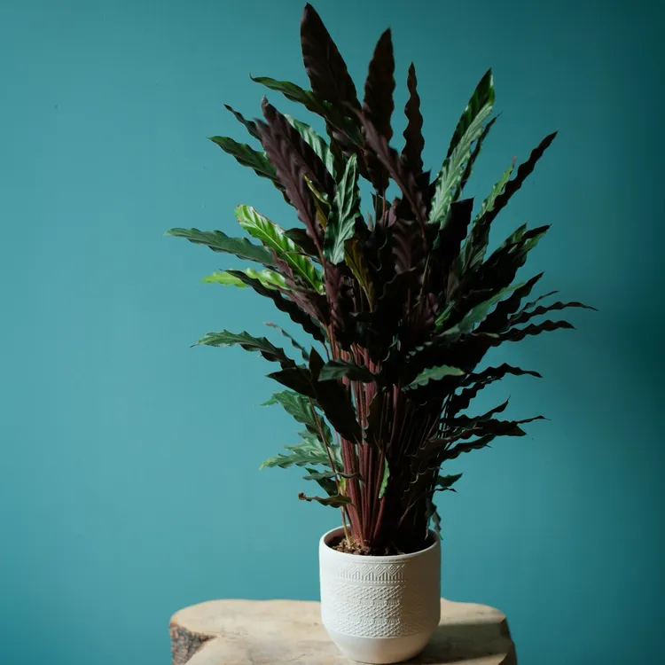 紫背波浪竹芋网红绿植室内盆栽四季常青观叶好养美观植物