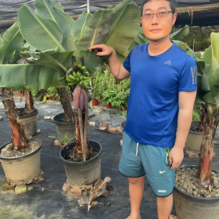 物鲜仙子卡文迪什矮生香蕉树观赏可食用(怕冷，冻死不赔)