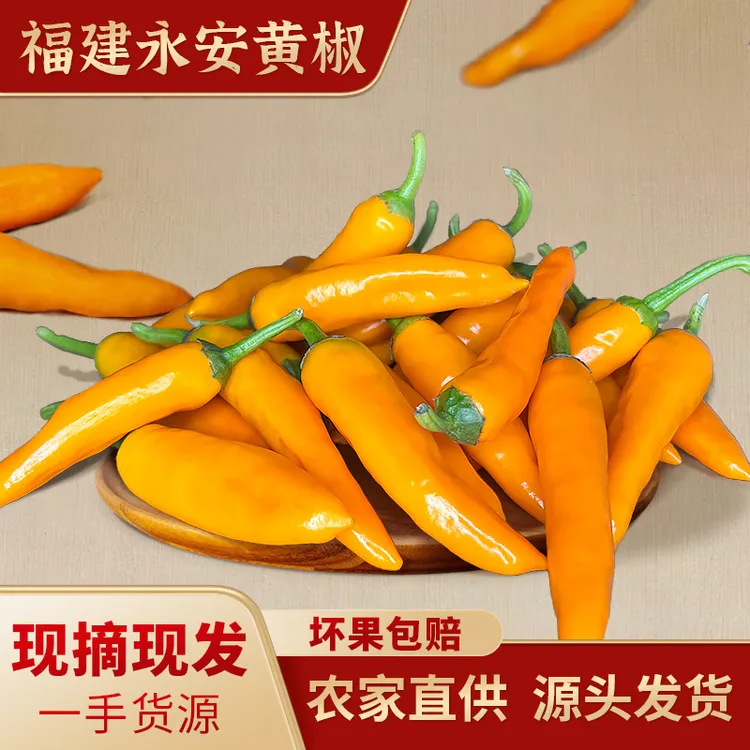 福建发货黄椒现摘现卖好吃特辣子弹椒精选产地直供黄椒脆嫩美味