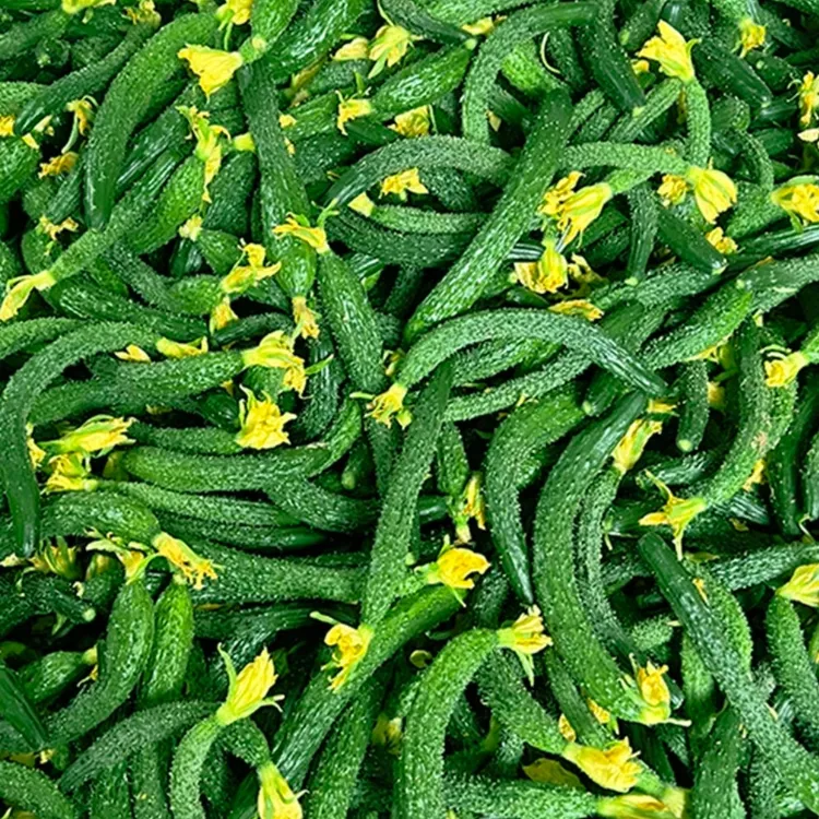 小黄瓜新鲜小黄瓜扭3/5斤拇指粗细小黄瓜腌制酱瓜蔬菜新鲜采摘