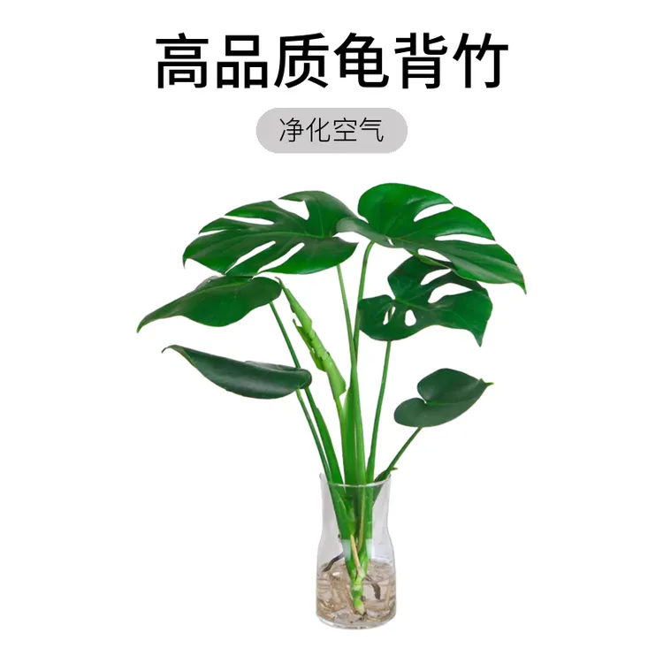 单棵水培龟背竹简约时尚大气美观小清新装饰干净卫生