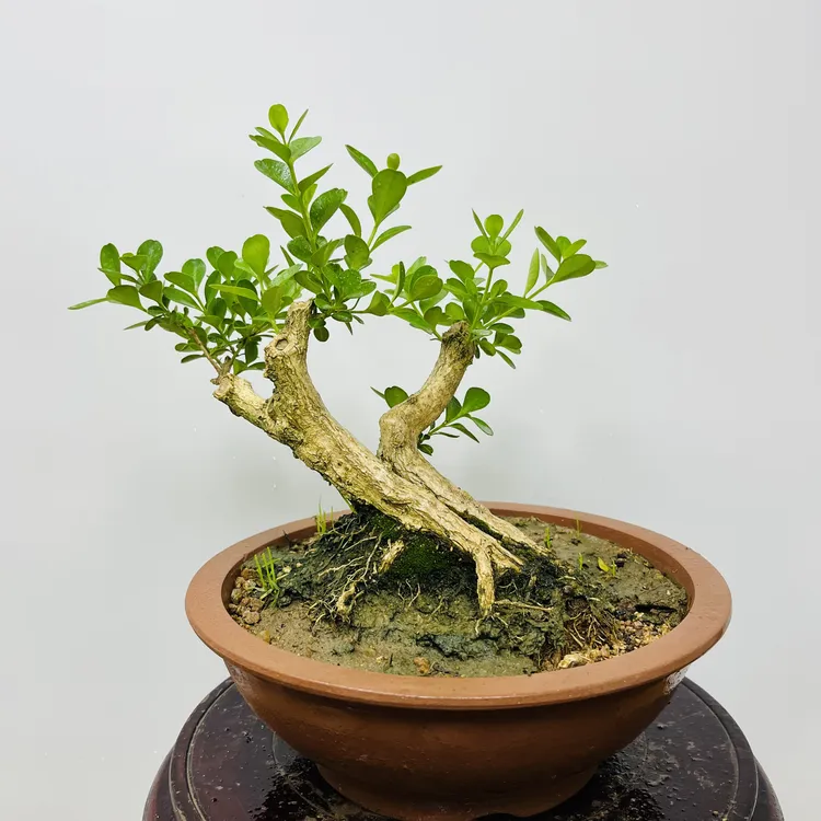 一物一拍，精品盆景室内室外盆栽地栽阳台办公室种植（勿私拍）