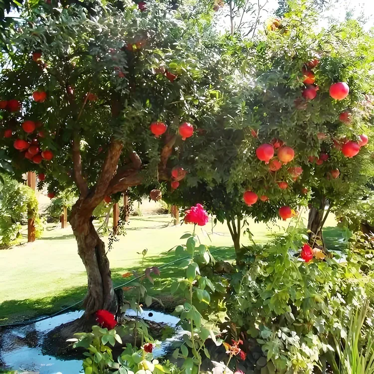 突尼斯软籽石榴盆栽地栽一物一拍