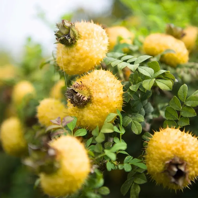 贵州刺梨鲜果现摘现发整箱农家刺梨泡酒打果汁刺梨生吃食用农产品