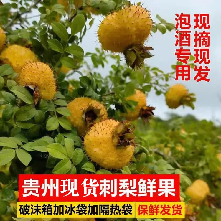 精选现货新鲜刺梨鲜果贵州特产水果打汁泡酒黄木梨子刺梨榨汁