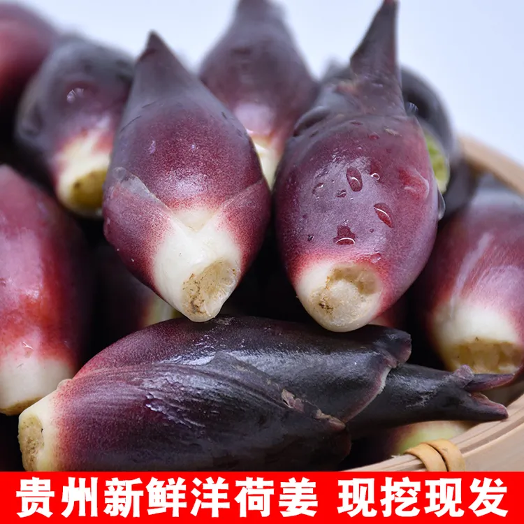 贵州洋荷姜阳荷姜新鲜现挖野生洋河阳和姜洋火阳藿胡嫩姜蔬菜