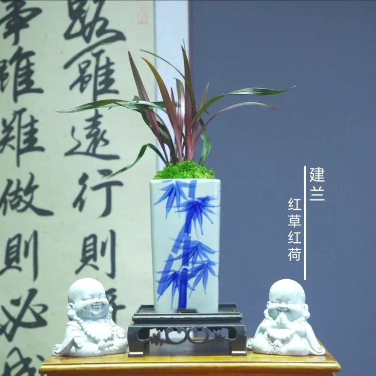 建兰[红草红荷]带陶瓷釉下竹报平安青花纯手绘盆种好好养活浓香型