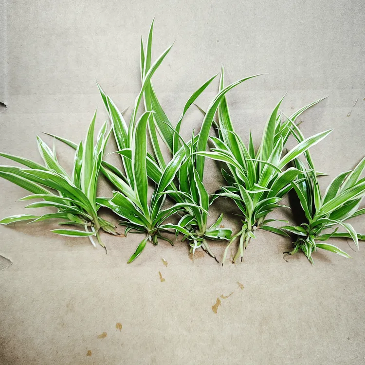 金边吊兰苗小苗子种子苗绿植好养可吸除甲醛种苗水培土培阳台室内