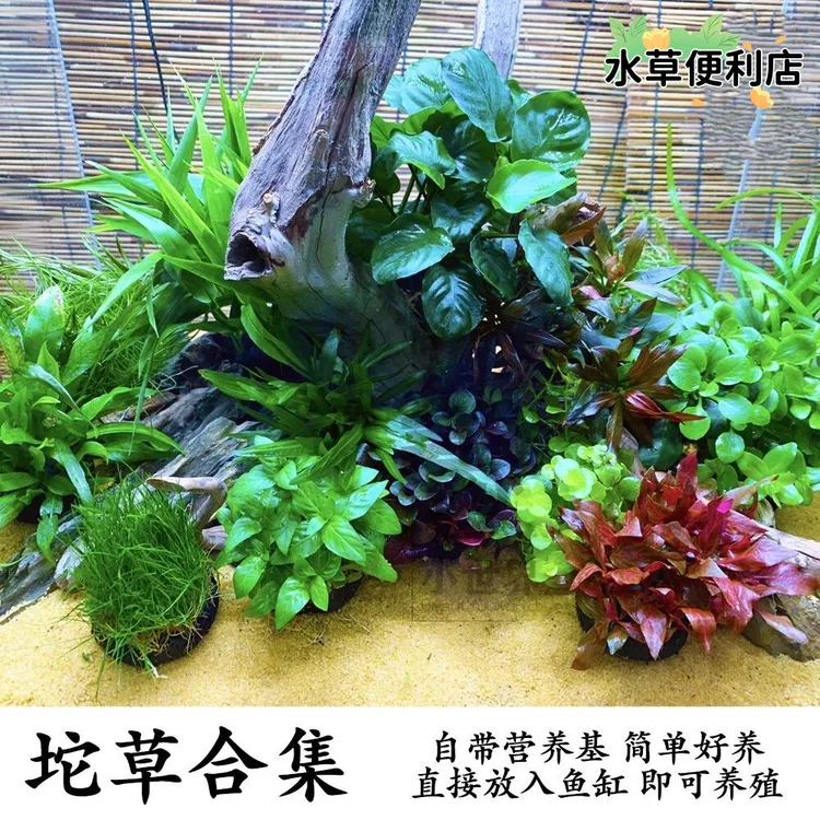 【买5送1】懒人坨草无需底沙无需种植鱼缸造景水草净化养护植物新手