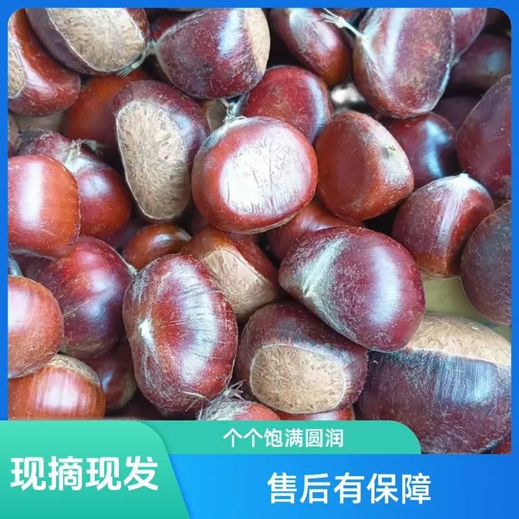 云南高山老树板栗现摘现发，生吃脆甜，煮熟粉糯香甜。
