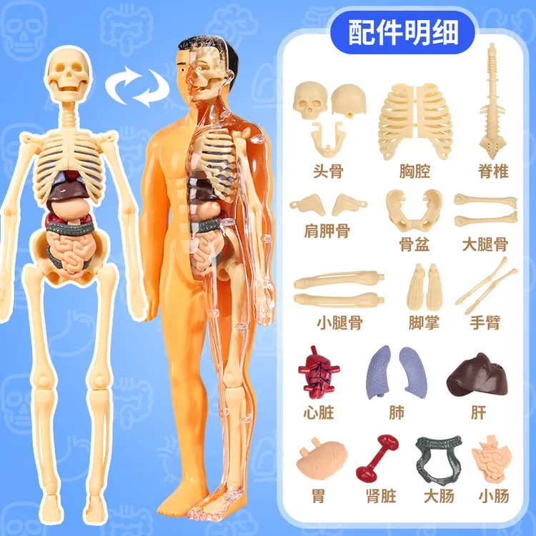 DIY人体结构模型骨骼器官结构骨架内脏益智玩具学习拉布布