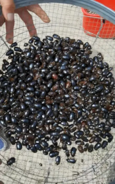 油克螂·牛克朗瞎大碰