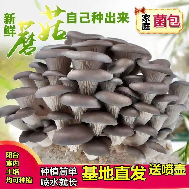 蘑菇菌包菌菇种植包平菇菌种大菌包阳台食用菌家庭室内种植菌棒