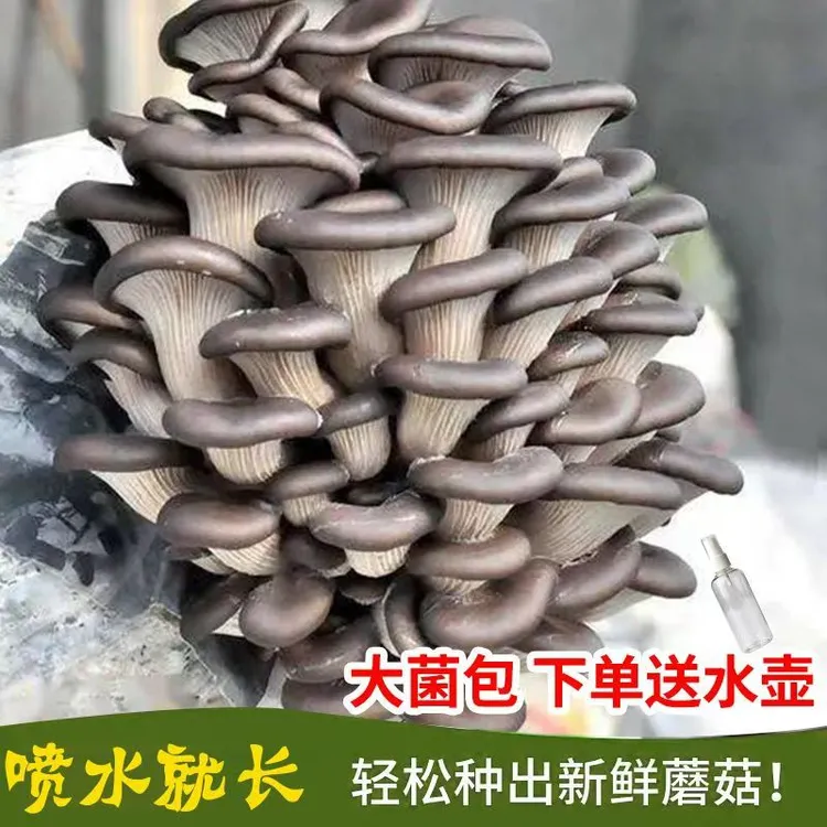 【夏凡凡蘑菇基地】高产蘑菇菌包菌家庭种植菌包食用菌种植蔬菜种子