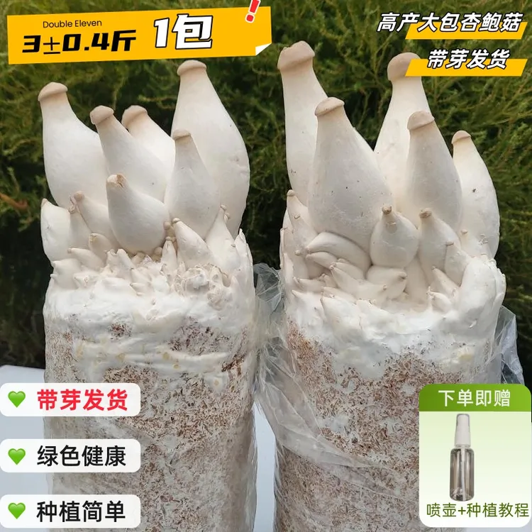 高产大包杏鲍菇平菇菌包家庭阳台种植包蔬菜幼儿童盆栽