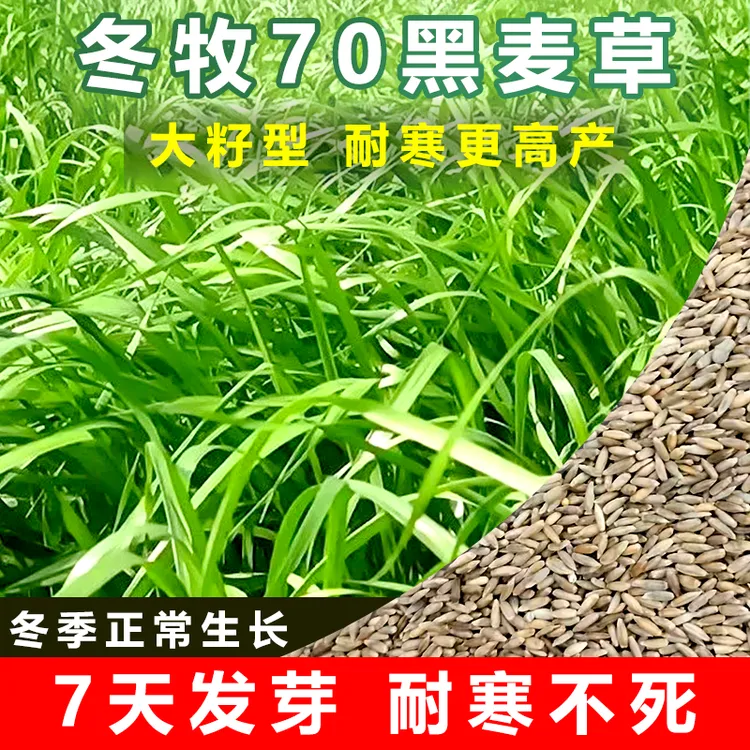 冬牧70黑麦草种子耐寒耐收割高产猪牛羊鸡鸭鱼鼠兔畜禽养殖牧籽