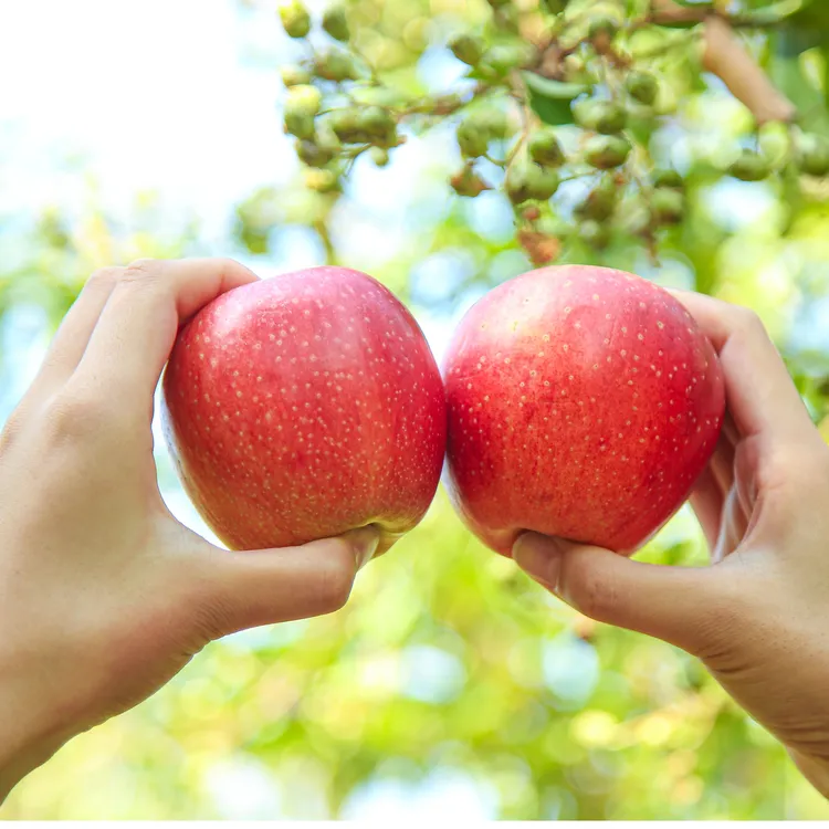 庆阳苹果脆甜多汁原产地不套袋嘎啦4.5斤