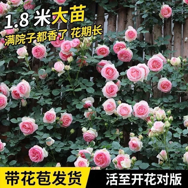 蔷薇花苗藤本月季特大浓香爬藤植物庭院阳台玫瑰花卉盆栽爬墙四季