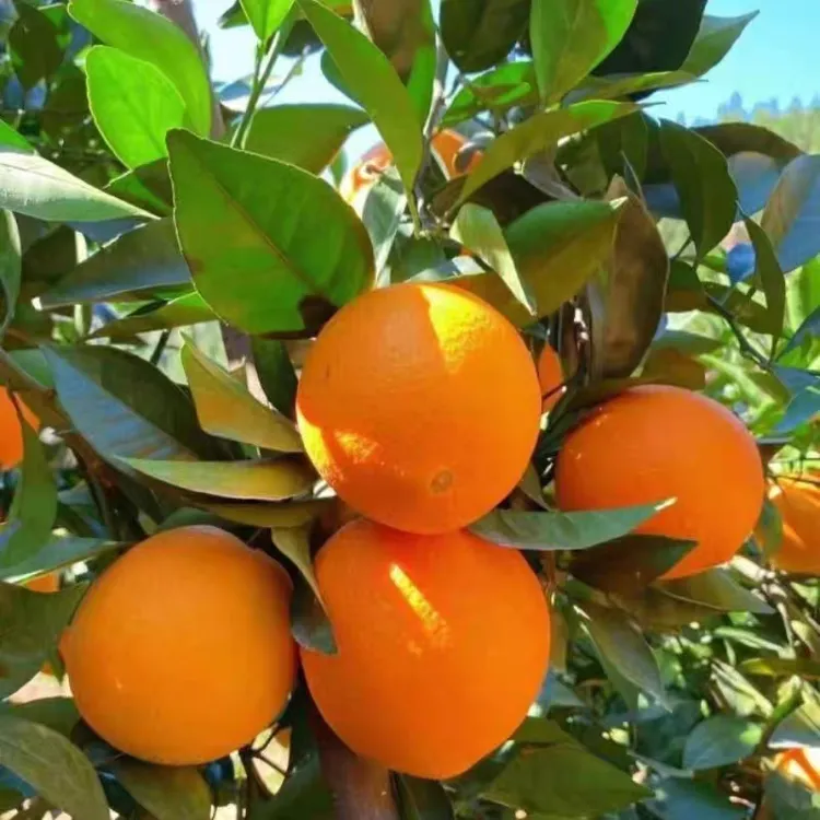 正宗奉节脐橙现摘带叶发货当季新鲜水果甜元旦春节送礼推荐